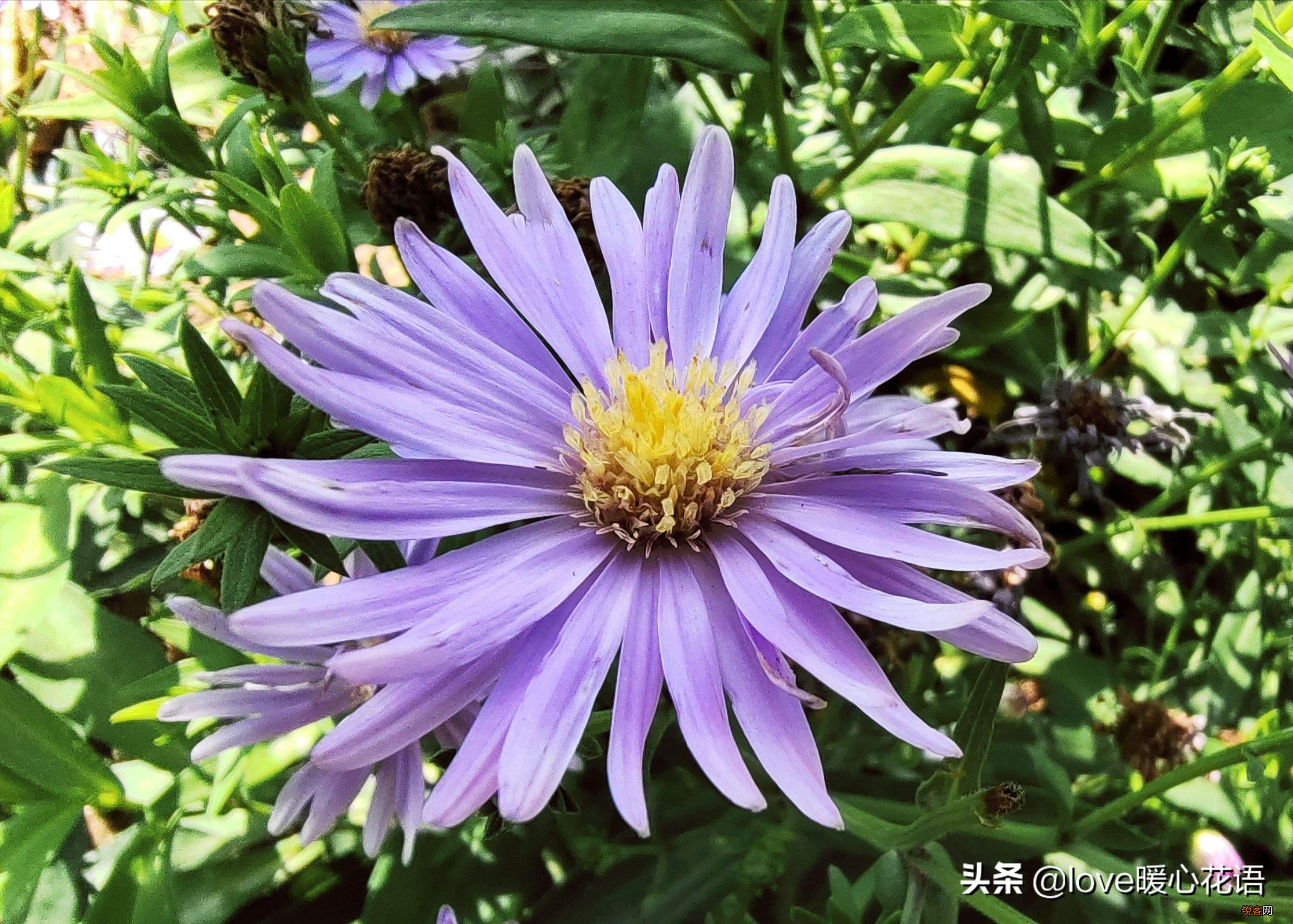 盘点130种紫色的花 你喜欢哪一款呢