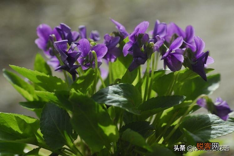 盘点130种紫色的花 你喜欢哪一款呢