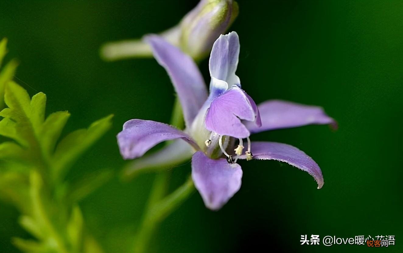 盘点130种紫色的花 你喜欢哪一款呢