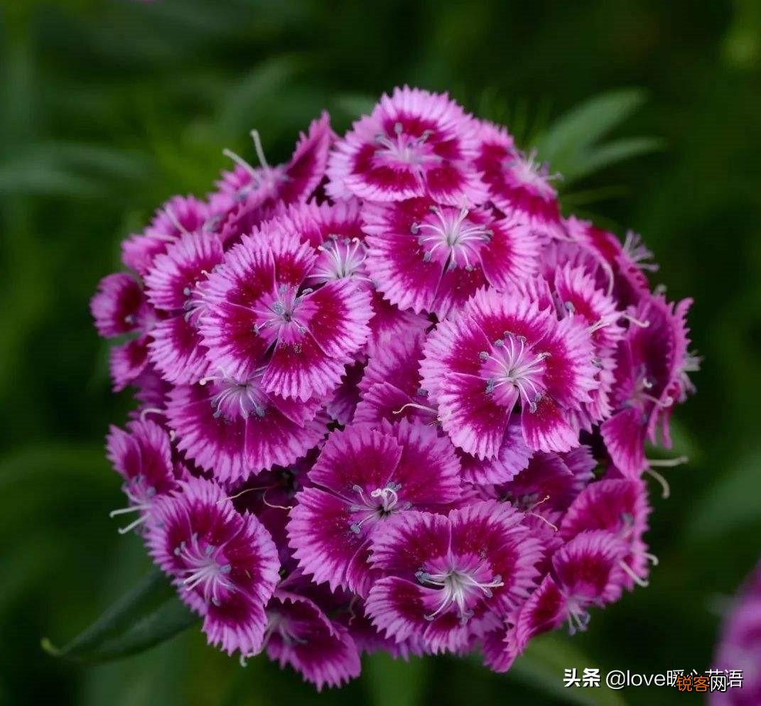 盘点130种紫色的花 你喜欢哪一款呢