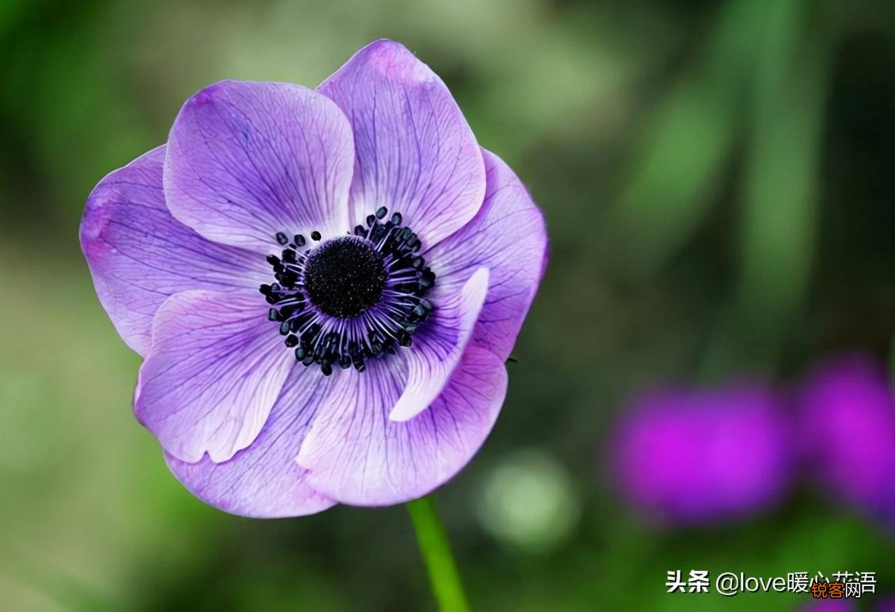 盘点130种紫色的花 你喜欢哪一款呢
