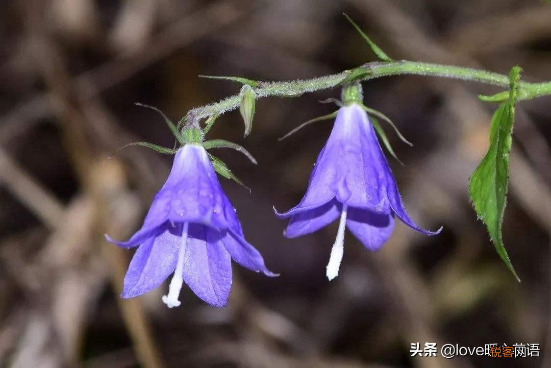 盘点130种紫色的花 你喜欢哪一款呢