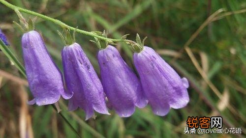 盘点130种紫色的花 你喜欢哪一款呢