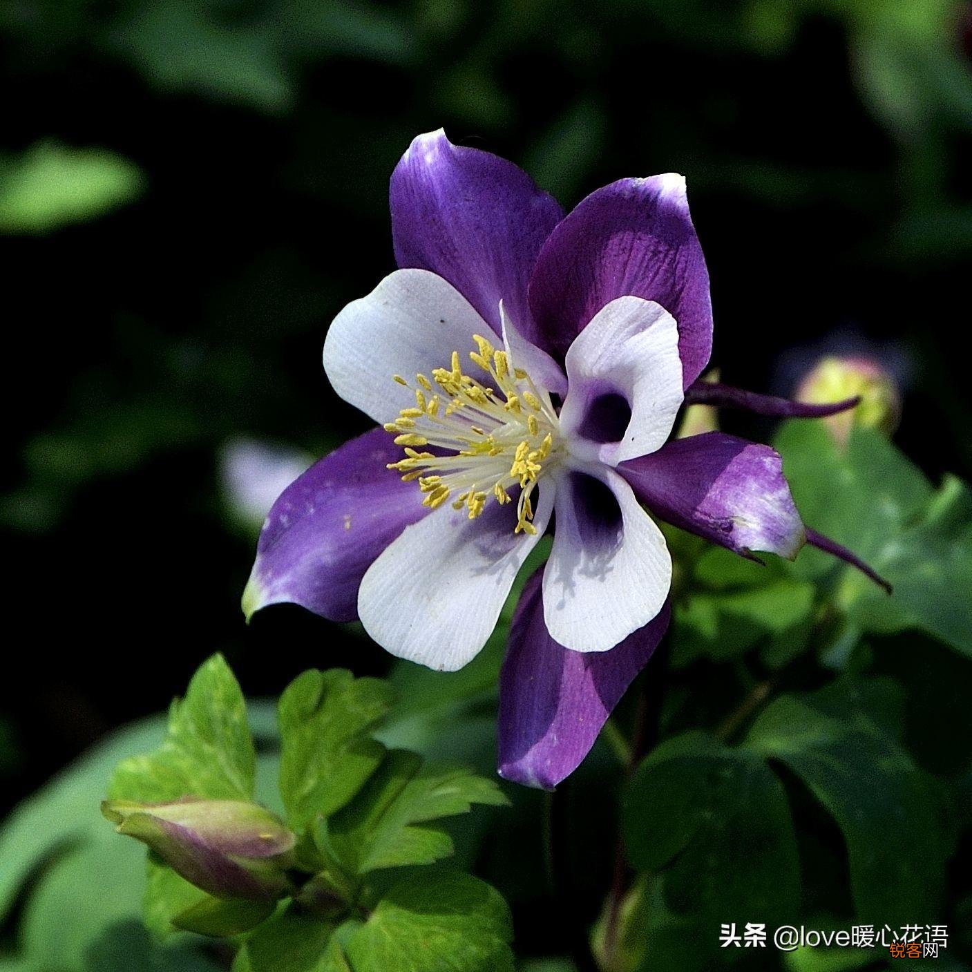 盘点130种紫色的花 你喜欢哪一款呢
