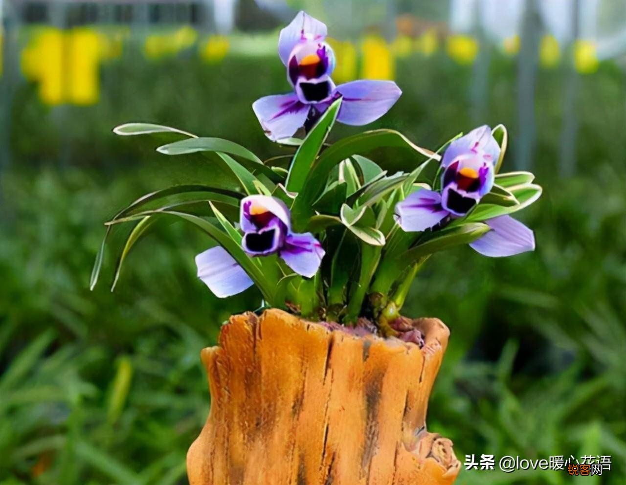 盘点130种紫色的花 你喜欢哪一款呢