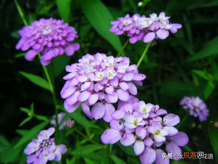 盘点130种紫色的花 你喜欢哪一款呢
