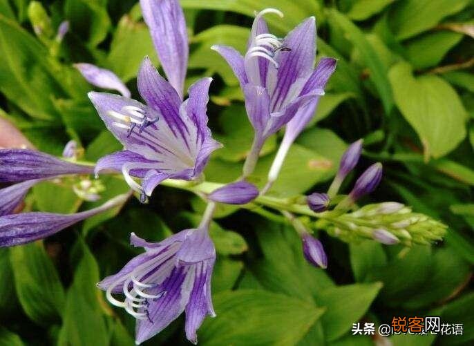 盘点130种紫色的花 你喜欢哪一款呢
