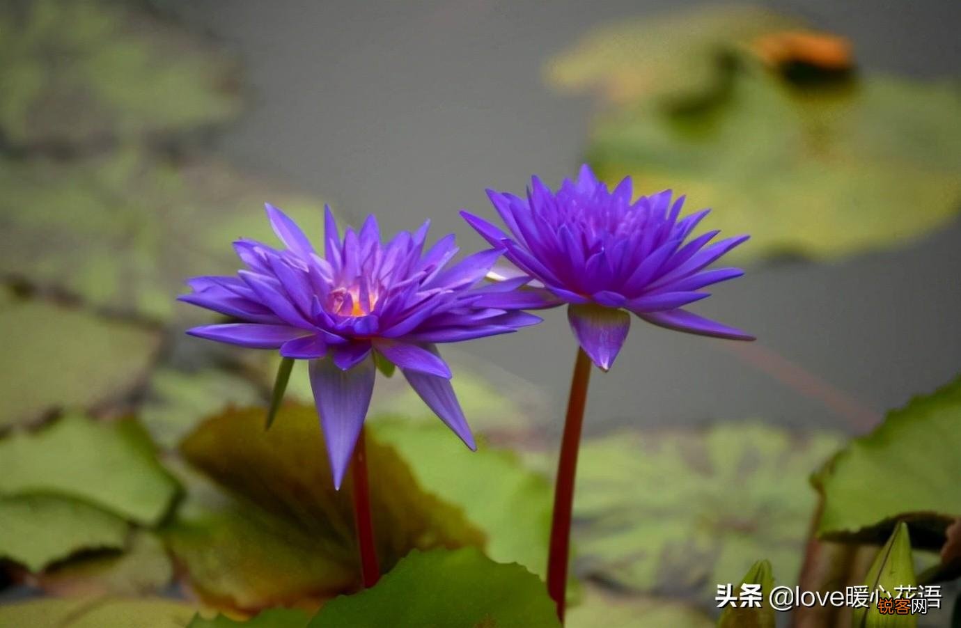 盘点130种紫色的花 你喜欢哪一款呢