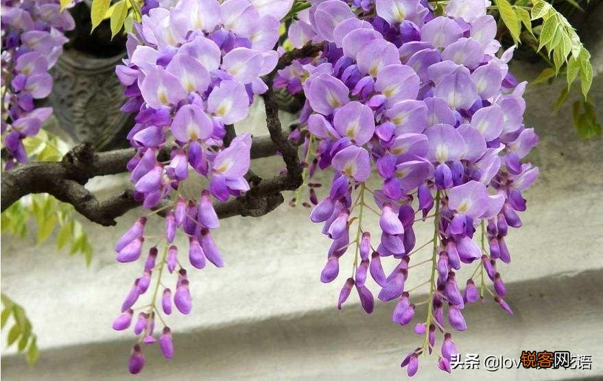盘点130种紫色的花 你喜欢哪一款呢