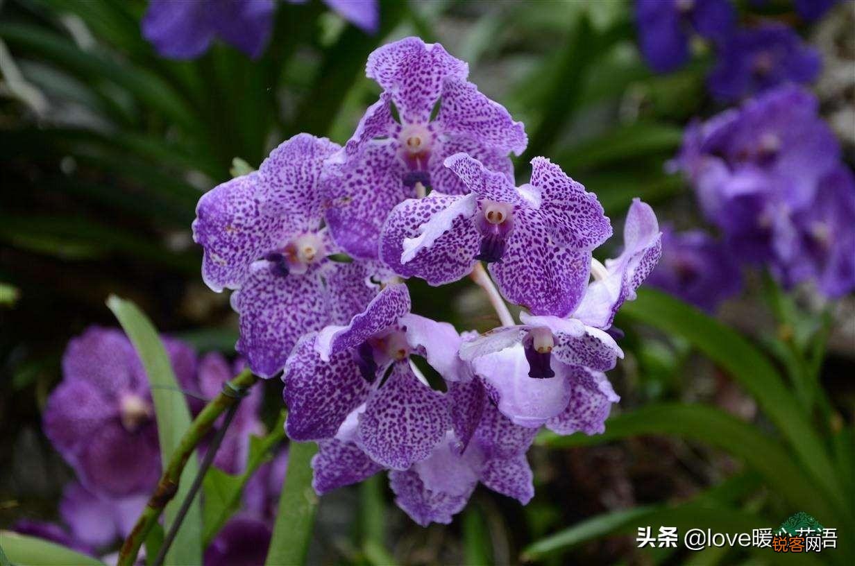 盘点130种紫色的花 你喜欢哪一款呢