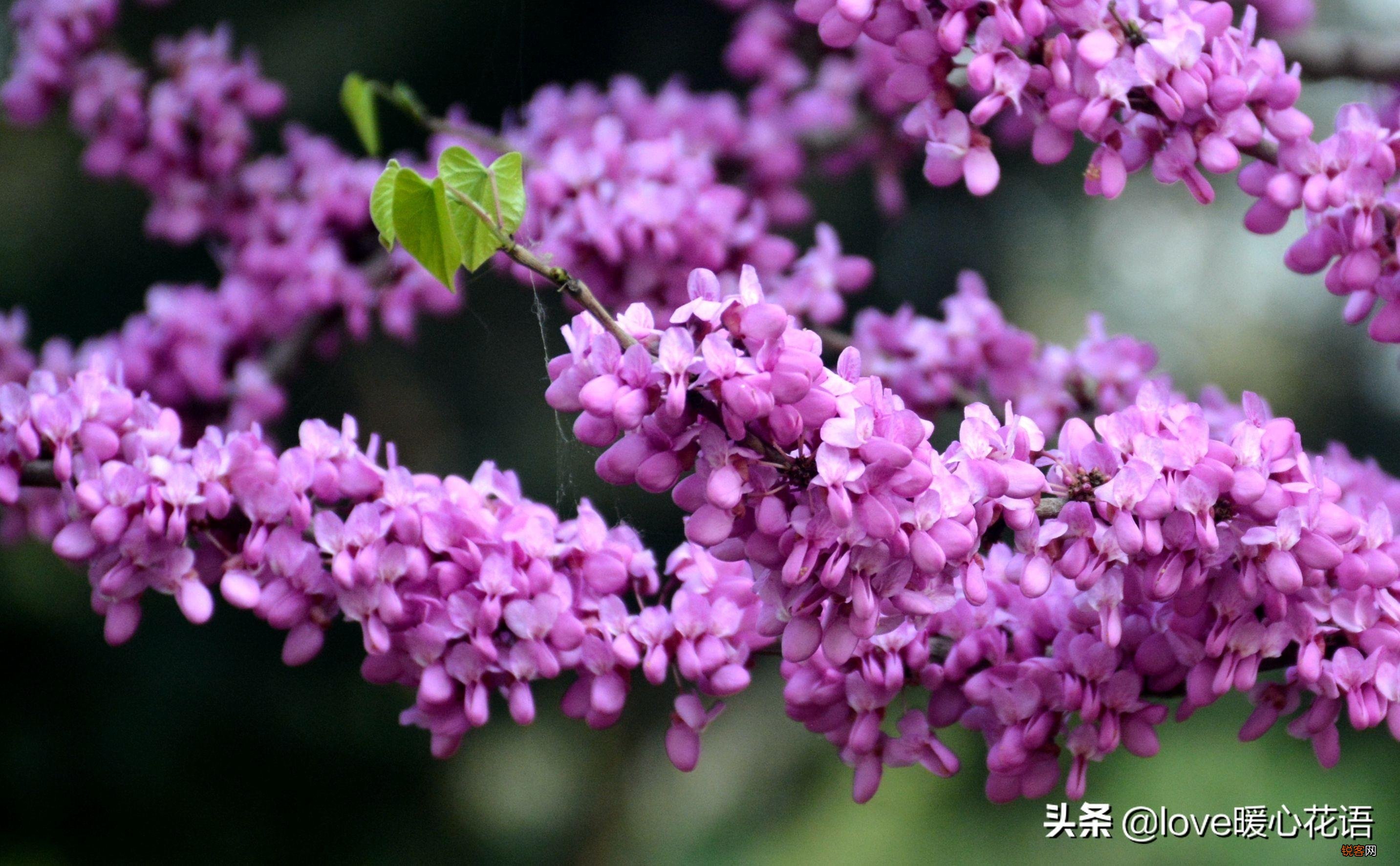 盘点130种紫色的花 你喜欢哪一款呢