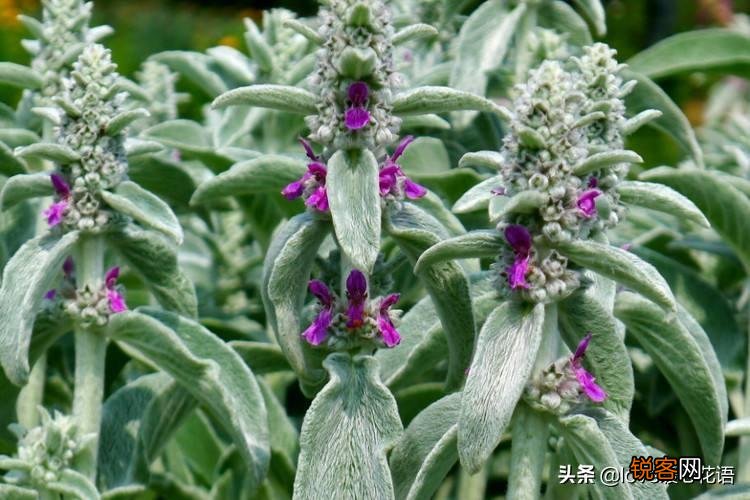 盘点130种紫色的花 你喜欢哪一款呢