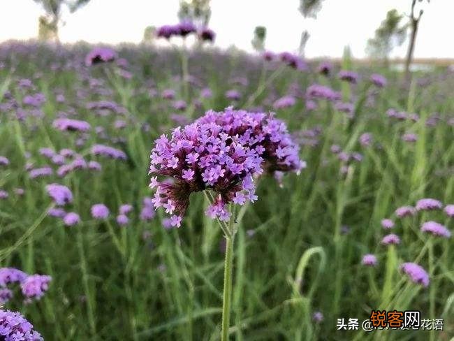 盘点130种紫色的花 你喜欢哪一款呢