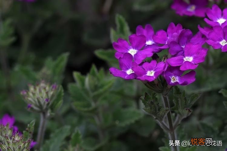 盘点130种紫色的花 你喜欢哪一款呢
