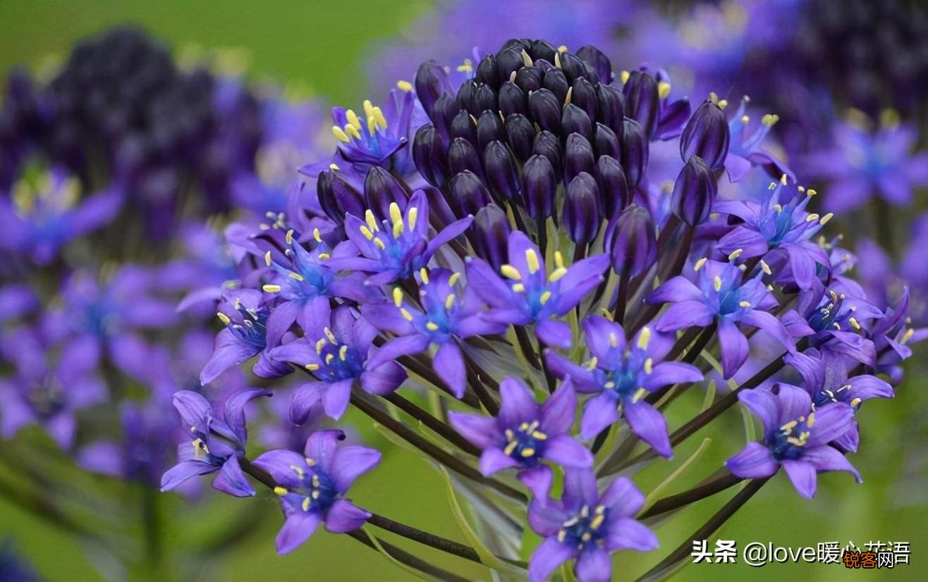 盘点130种紫色的花 你喜欢哪一款呢
