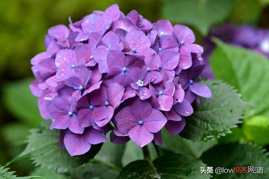 盘点130种紫色的花 你喜欢哪一款呢