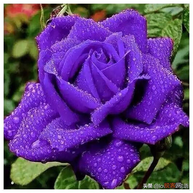 盘点130种紫色的花 你喜欢哪一款呢