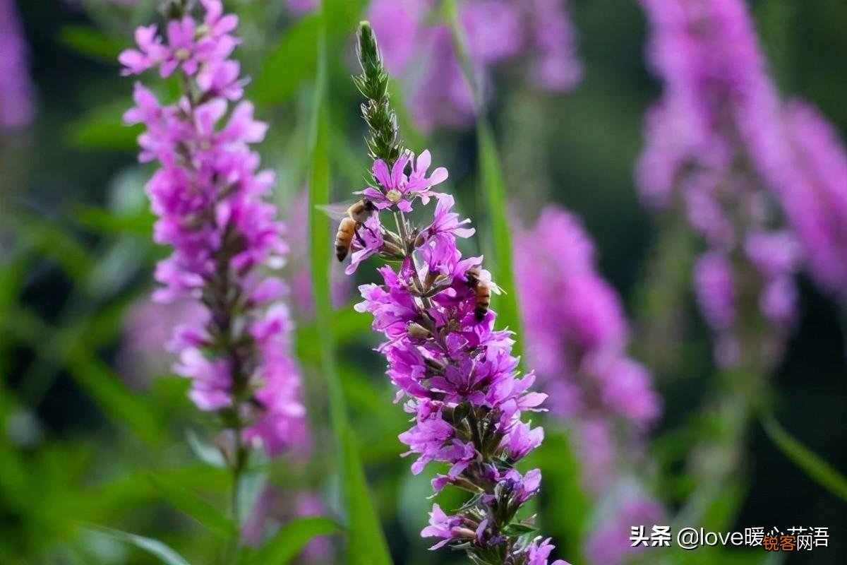 盘点130种紫色的花 你喜欢哪一款呢