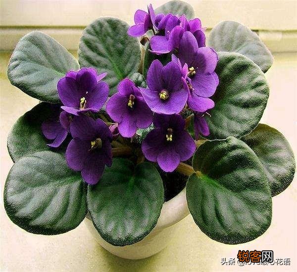 盘点130种紫色的花 你喜欢哪一款呢