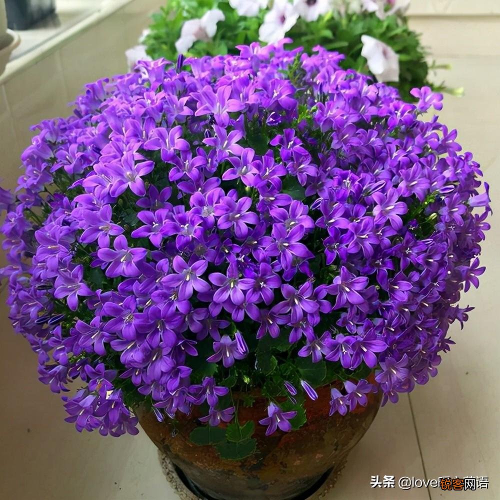 盘点130种紫色的花 你喜欢哪一款呢