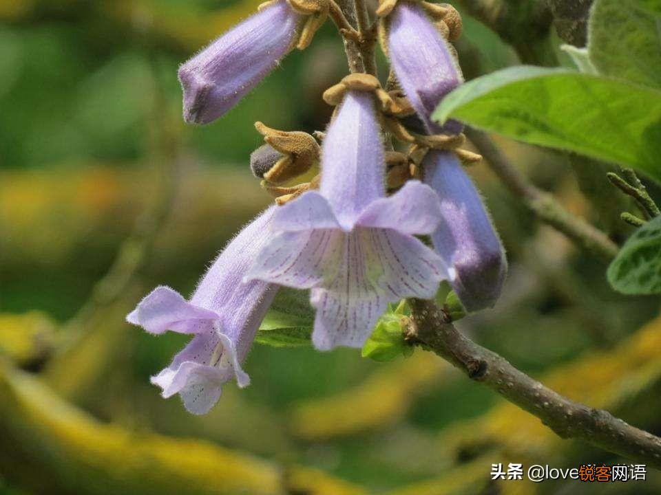 盘点130种紫色的花 你喜欢哪一款呢