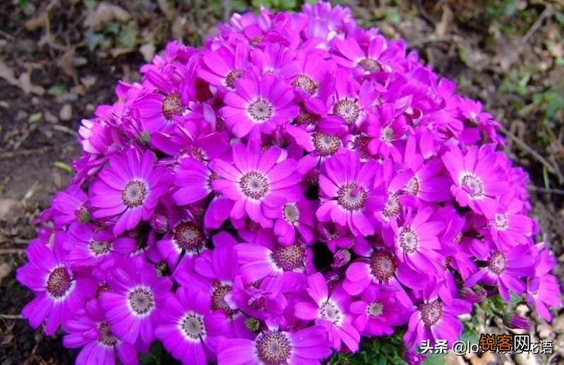 盘点130种紫色的花 你喜欢哪一款呢