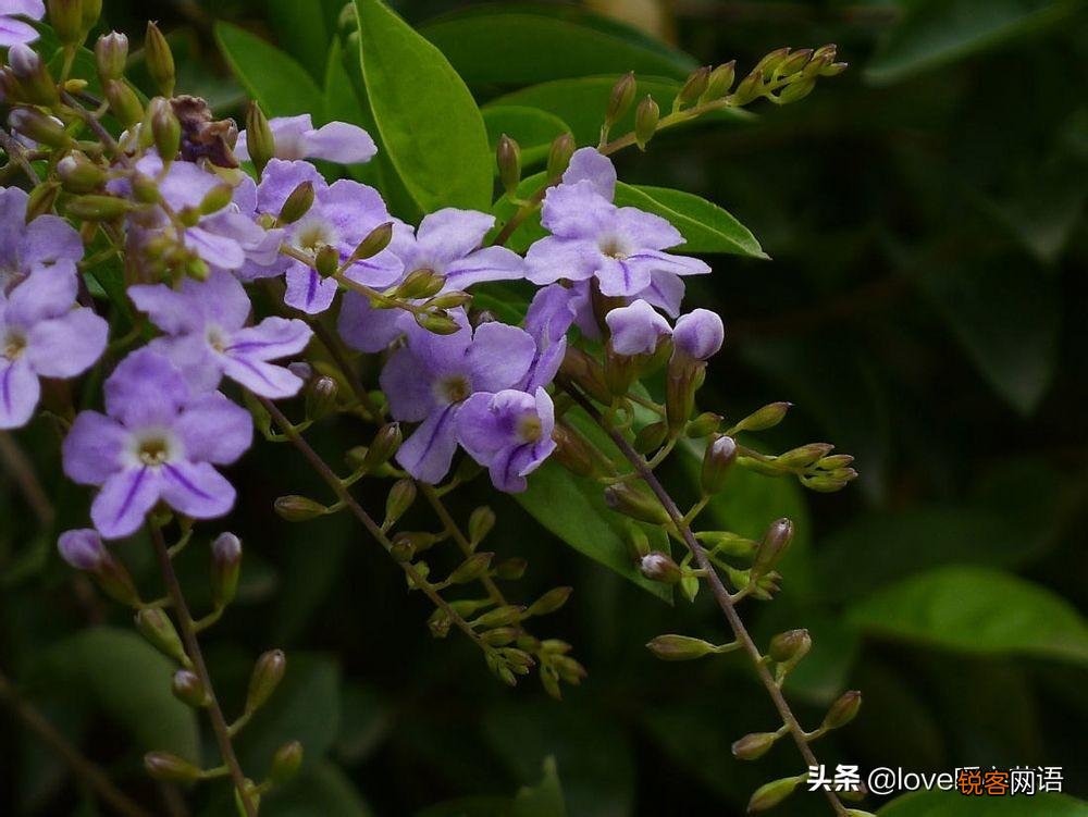 盘点130种紫色的花 你喜欢哪一款呢
