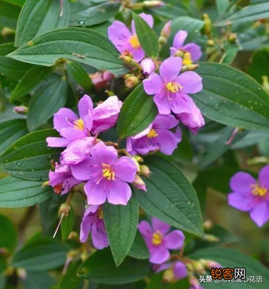 盘点130种紫色的花 你喜欢哪一款呢