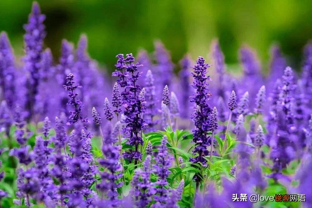 盘点130种紫色的花 你喜欢哪一款呢