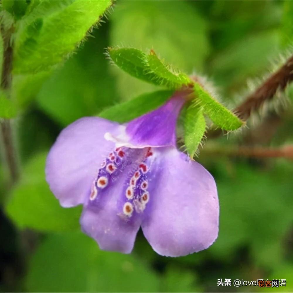 盘点130种紫色的花 你喜欢哪一款呢