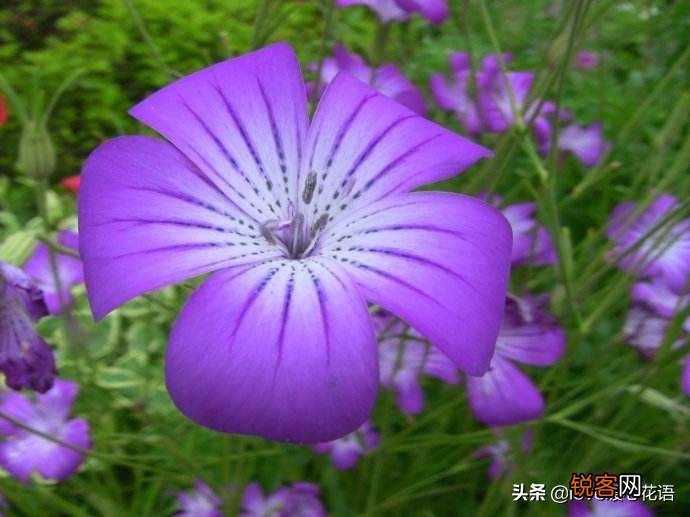 盘点130种紫色的花 你喜欢哪一款呢