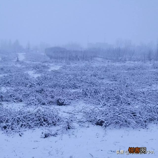 雪中要不要拍？