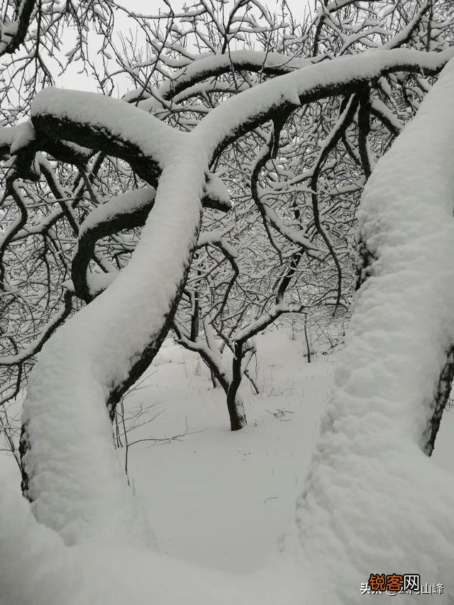 雪中要不要拍？