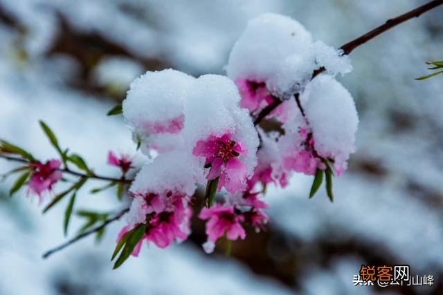 雪中要不要拍？