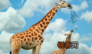 长颈鹿用英语怎么说 长颈鹿的英语是什么