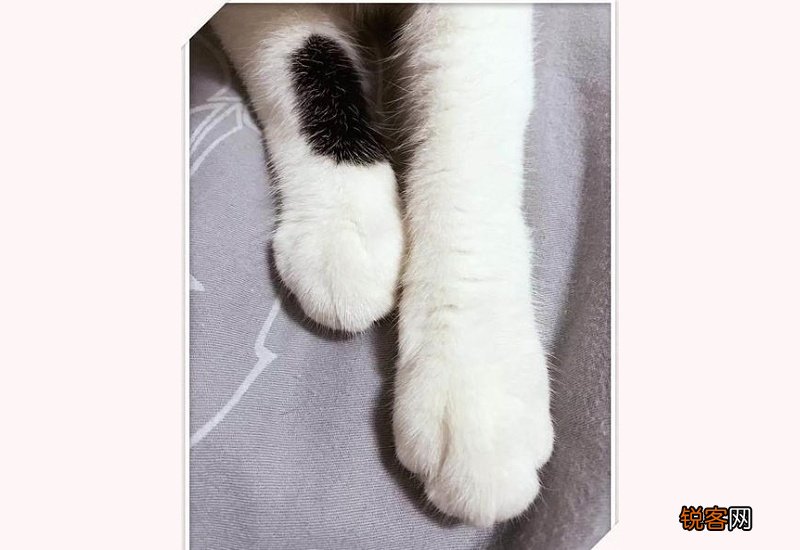 猫三联需要两针还是三针