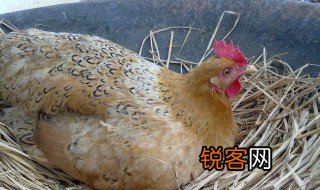 母鸡用英语怎么说 母鸡的英语是什么