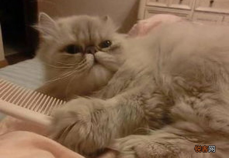 猫为什么脱毛脱得厉害