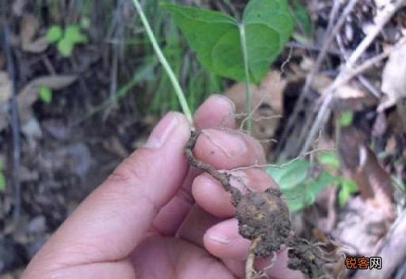 稀罕的意思和造句