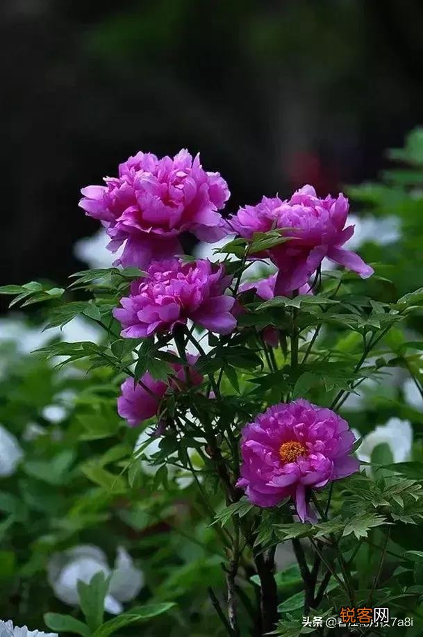 黄常成,重庆人,中国美,玫瑰花有刺,才是世界最美的风景？