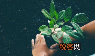 叶拼音怎么拼读视频 叶拼音怎么拼读