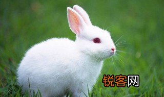 兔子怎么读 兔子怎么读英语