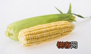 玉米的英文怎么读音 玉米的英文怎么读