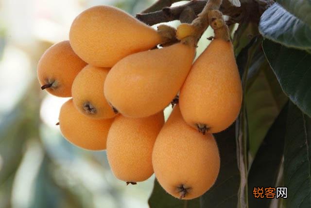 吃什么水果止咳化痰好 痰多患者不容错过