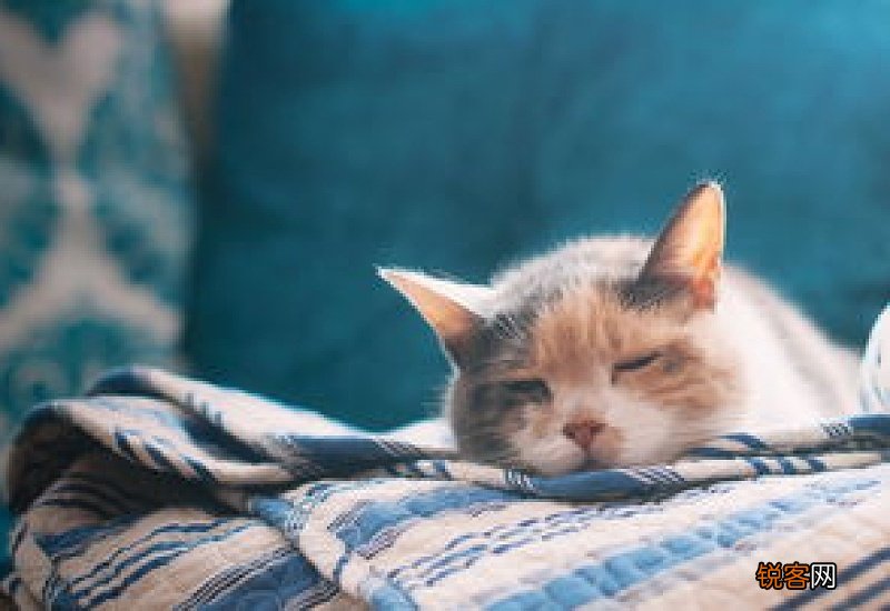 猫咪洗澡温度多少合适