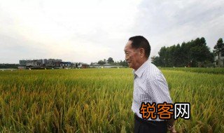 袁隆平传好句段 袁隆平经典语录