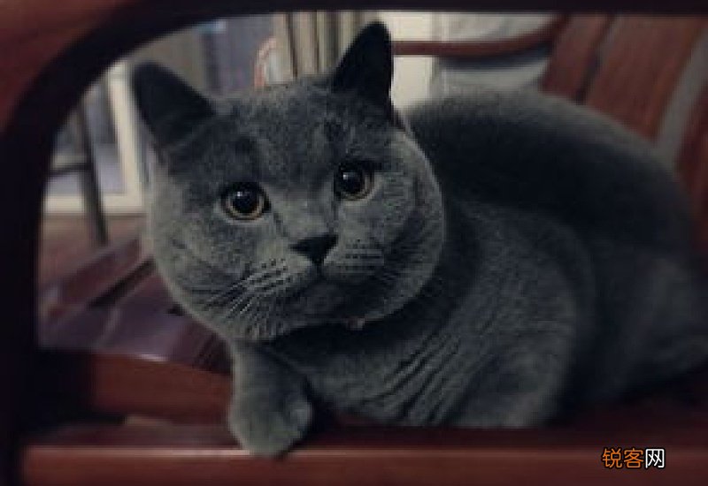 蓝猫是什么猫?