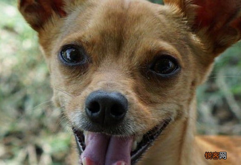 为什么狗狗突然要吃自己的屎