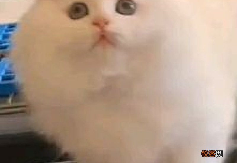 拿破仑猫建议养吗