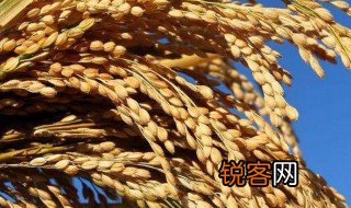 粮食日的由来 粮食日的由来是什么